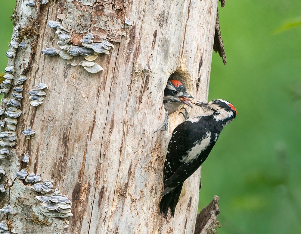Washington State A male Hairy Woodpecker at nest hole feeds a young chick Snoqualmie Valley